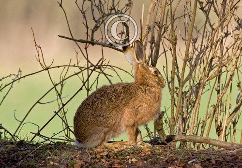 Brown Hare 4 DM0259